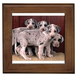 Harlequin - Great Danes - Quality Dog Lovers Framed Tile