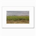 Vineyard Under the Clouds Postcard 4 x 6  (Pkg of 10)