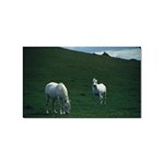 Two White Horses 0002 Sticker (Rectangular)