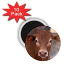 Brown Cow  0003 1.75  Magnet (10 pack) 