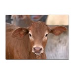 Brown Cow  0003 Sticker A4 (10 pack)
