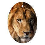 Lion 0008 Ornament (Oval)