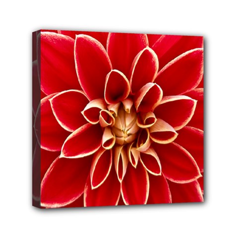 Red Dahila Mini Canvas 6  x 6  (Framed) from ArtsNow.com