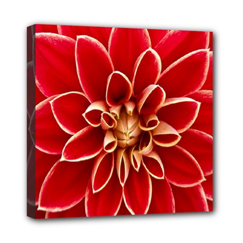 Red Dahila Mini Canvas 8  x 8  (Framed) from ArtsNow.com