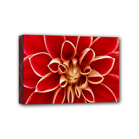 Red Dahila Mini Canvas 6  x 4  (Framed) from ArtsNow.com