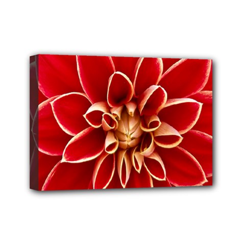 Red Dahila Mini Canvas 7  x 5  (Framed) from ArtsNow.com