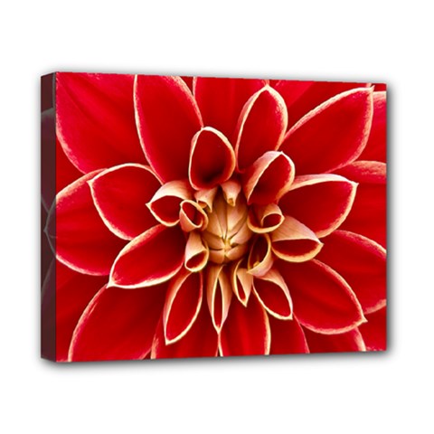 Red Dahila Canvas 10  x 8  (Framed) from ArtsNow.com