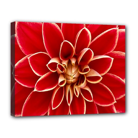 Red Dahila Canvas 14  x 11  (Framed) from ArtsNow.com