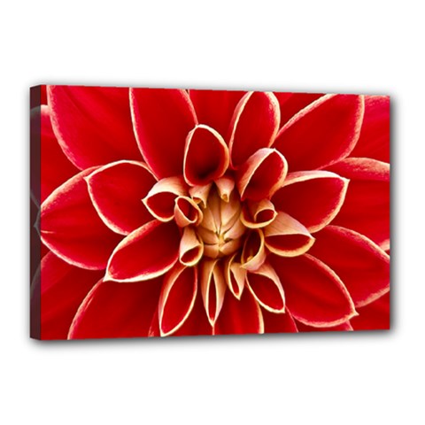 Red Dahila Canvas 18  x 12  (Framed) from ArtsNow.com