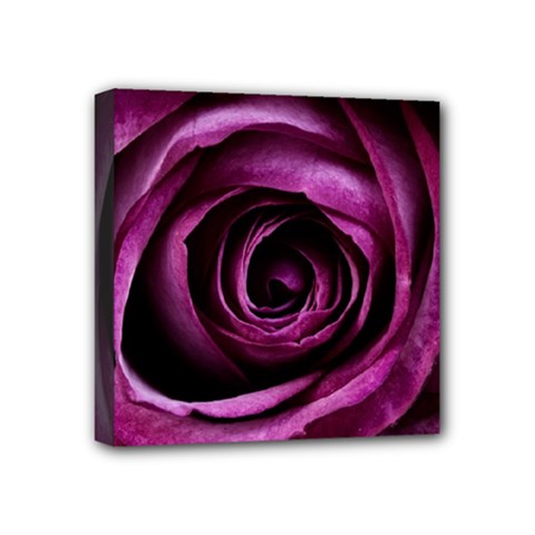 Deep Purple Rose Mini Canvas 4  x 4  (Framed) from ArtsNow.com