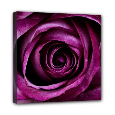 Deep Purple Rose Mini Canvas 8  x 8  (Framed) from ArtsNow.com