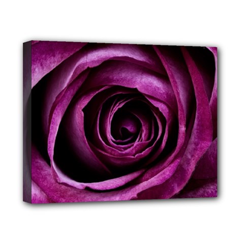 Deep Purple Rose Canvas 10  x 8  (Framed) from ArtsNow.com