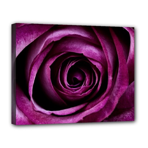 Deep Purple Rose Canvas 14  x 11  (Framed) from ArtsNow.com