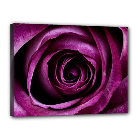 Deep Purple Rose Canvas 16  x 12  (Framed) from ArtsNow.com