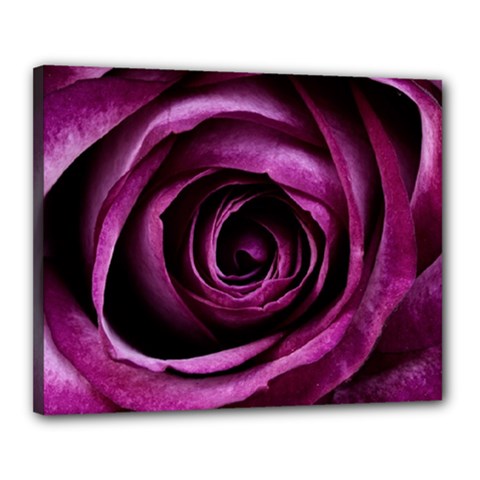 Deep Purple Rose Canvas 20  x 16  (Framed) from ArtsNow.com