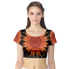 Short Sleeve Crop Top 