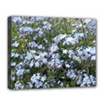 Little Blue Forget-me-not flowers Canvas 14  x 11 