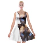 Siamese Cat Velvet Skater Dress