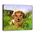 Puppy In Grass Deluxe Canvas 24  x 20  (Stretched)