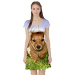 Puppy In Grass Short Sleeve Skater Dress