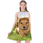 Puppy In Grass Halter Neckline Chiffon Dress 