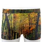 Forest Woods Autumn Nature Men s Boxer Briefs