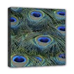 Peacock Feathers Details Mini Canvas 8  x 8  (Stretched)