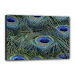 Peacock Feathers Details Canvas 18  x 12  (Stretched)