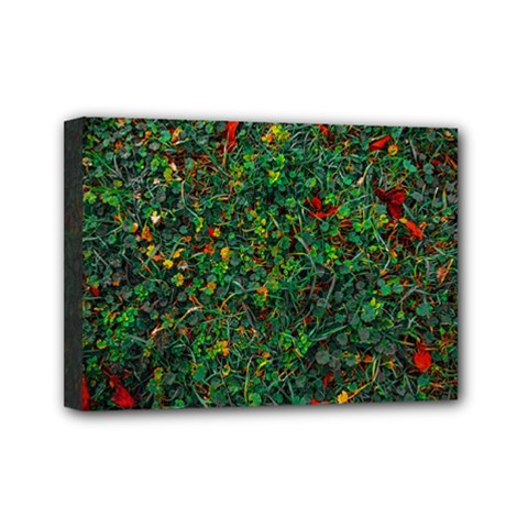 Grass Nature Meadow Mini Canvas 7  x 5  (Stretched) from ArtsNow.com