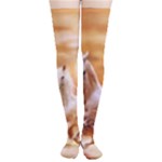 Seven Horses, Sun Thigh High Stockings