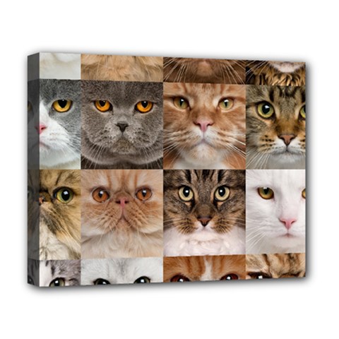 Breeds Of Cats Collage Deluxe Canvas 20  x 16  (Stretched) from ArtsNow.com