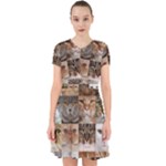 Breeds Of Cats Collage Adorable in Chiffon Dress