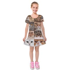 Breeds Of Cats Collage Kids  Short Sleeve Velvet Dress from ArtsNow.com