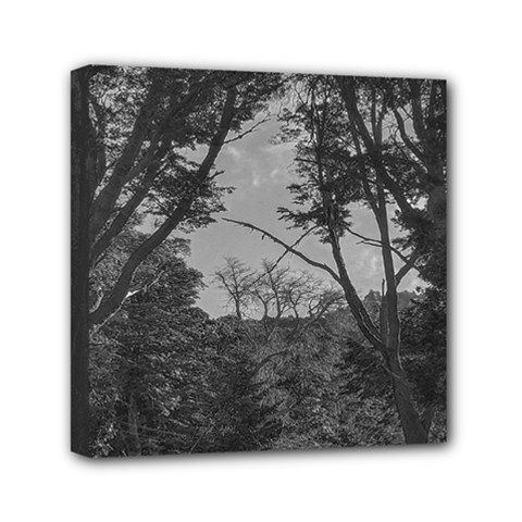 Patagonia Forest, Nahuel Huapi National Park, Rio Negro, Argentina Mini Canvas 6  x 6  (Stretched) from ArtsNow.com