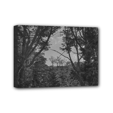 Patagonia Forest, Nahuel Huapi National Park, Rio Negro, Argentina Mini Canvas 7  x 5  (Stretched) from ArtsNow.com