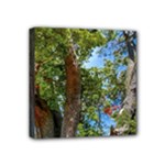 Patagonian Forest Trees Close-up, Rio Negro Province, Patagonia, Argentina Mini Canvas 4  x 4  (Stretched)