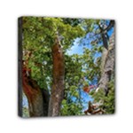 Patagonian Forest Trees Close-up, Rio Negro Province, Patagonia, Argentina Mini Canvas 6  x 6  (Stretched)