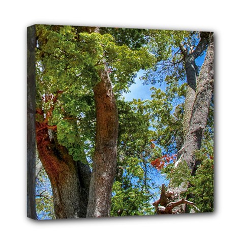 Patagonian Forest Trees Close