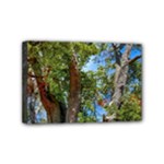 Patagonian Forest Trees Close-up, Rio Negro Province, Patagonia, Argentina Mini Canvas 6  x 4  (Stretched)