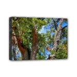 Patagonian Forest Trees Close-up, Rio Negro Province, Patagonia, Argentina Mini Canvas 7  x 5  (Stretched)