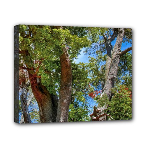 Patagonian Forest Trees Close