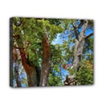 Patagonian Forest Trees Close-up, Rio Negro Province, Patagonia, Argentina Canvas 10  x 8  (Stretched)