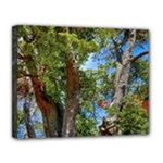 Patagonian Forest Trees Close-up, Rio Negro Province, Patagonia, Argentina Canvas 14  x 11  (Stretched)