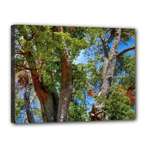 Patagonian Forest Trees Close