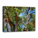 Patagonian Forest Trees Close-up, Rio Negro Province, Patagonia, Argentina Canvas 16  x 12  (Stretched)