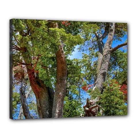 Patagonian Forest Trees Close