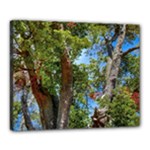 Patagonian Forest Trees Close-up, Rio Negro Province, Patagonia, Argentina Canvas 20  x 16  (Stretched)