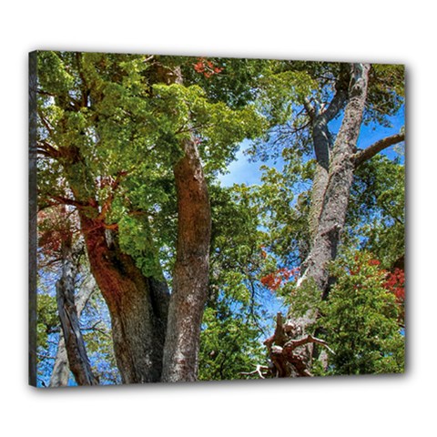 Patagonian Forest Trees Close