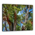 Patagonian Forest Trees Close-up, Rio Negro Province, Patagonia, Argentina Canvas 24  x 20  (Stretched)