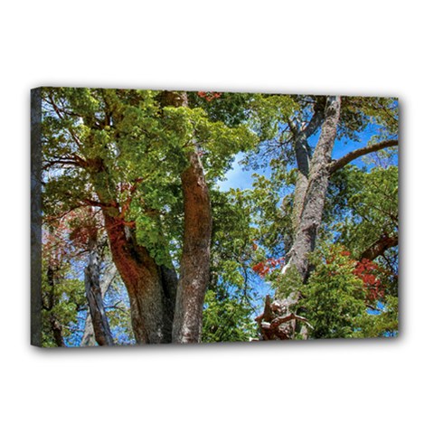 Patagonian Forest Trees Close